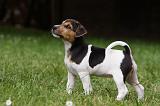 PARSON RUSSEL TERRIER 197